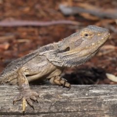 Pogona barbata (Eastern Bearded Dragon) at ANBG - 27 Dec 2019 by TimL