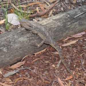 Pogona barbata at Acton, ACT - 27 Dec 2019