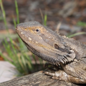 Pogona barbata at Acton, ACT - 27 Dec 2019