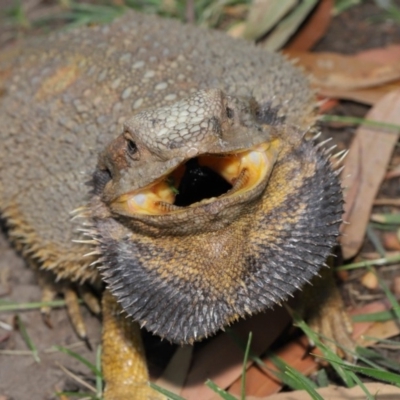 Pogona barbata (Eastern Bearded Dragon) at ANBG - 27 Dec 2019 by TimL