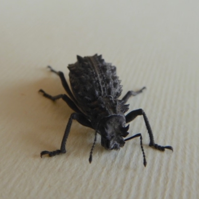 Acantholophus echinatus (Spiny ground weevil) at Yass River, NSW - 28 Dec 2019 by SenexRugosus