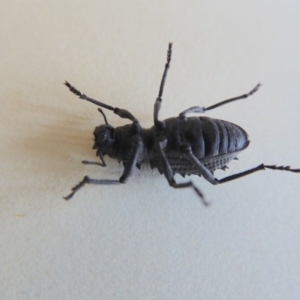 Acantholophus echinatus at Yass River, NSW - 28 Dec 2019 03:00 PM