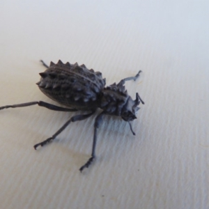 Acantholophus echinatus at Yass River, NSW - 28 Dec 2019 03:00 PM