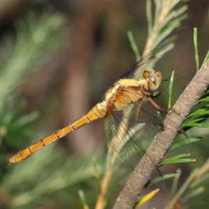 Orthetrum villosovittatum at Acton, ACT - 27 Dec 2019