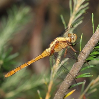 Orthetrum villosovittatum (Fiery Skimmer) at ANBG - 27 Dec 2019 by TimL