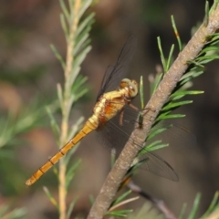 Orthetrum villosovittatum at Acton, ACT - 27 Dec 2019