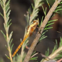 Orthetrum villosovittatum at Acton, ACT - 27 Dec 2019