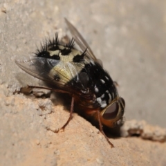 Formosia (Euamphibolia) speciosa (Bristle fly) at Acton, ACT - 27 Dec 2019 by TimL