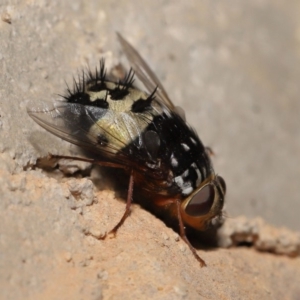 Formosia (Euamphibolia) speciosa at Acton, ACT - 27 Dec 2019 12:40 PM