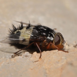 Formosia (Euamphibolia) speciosa at Acton, ACT - 27 Dec 2019 12:40 PM