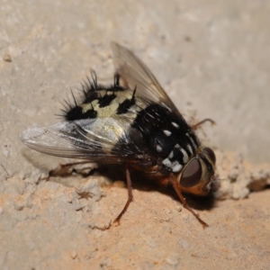 Formosia (Euamphibolia) speciosa at Acton, ACT - 27 Dec 2019 12:40 PM