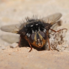 Formosia (Euamphibolia) speciosa at Acton, ACT - 27 Dec 2019 12:40 PM