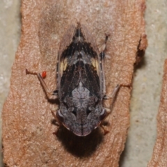 Stenocotis depressa (Leafhopper) at Acton, ACT - 27 Dec 2019 by TimL