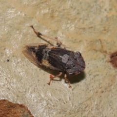 Stenocotis depressa at Acton, ACT - 27 Dec 2019