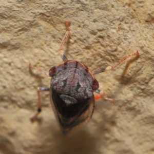 Stenocotis depressa at Acton, ACT - 27 Dec 2019