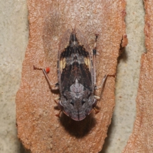 Stenocotis depressa at Acton, ACT - 27 Dec 2019