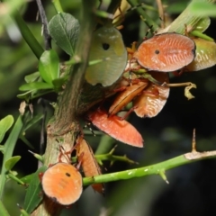 Musgraveia sulciventris (Bronze Orange Bug) at Acton, ACT - 27 Dec 2019 by TimL