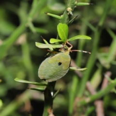 Musgraveia sulciventris at Acton, ACT - 27 Dec 2019 11:03 AM