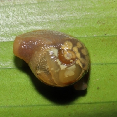 Mysticarion porrectus (Golden Semi-slug) at Acton, ACT - 27 Dec 2019 by Tim L