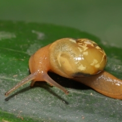 Mysticarion porrectus (Golden Semi-slug) at Acton, ACT - 27 Dec 2019 by TimL