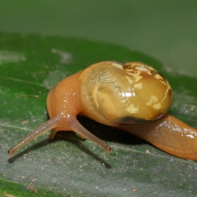 Mysticarion porrectus (Golden Semi-slug) at Acton, ACT - 27 Dec 2019 by TimL