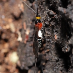 Braconidae (family) (Unidentified braconid wasp) at Acton, ACT - 27 Dec 2019 by TimL