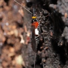 Braconidae (family) at Acton, ACT - 27 Dec 2019