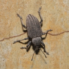 Rhinaria granulosa (Weevil) at ANBG - 27 Dec 2019 by TimL