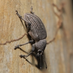 Rhinaria granulosa at Acton, ACT - 27 Dec 2019