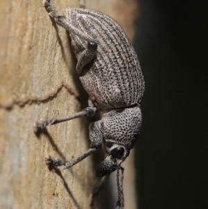 Rhinaria granulosa at Acton, ACT - 27 Dec 2019 12:20 PM