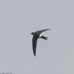 Apus pacificus (Pacific Swift) at Dunlop, ACT - 30 Dec 2019 by Roger