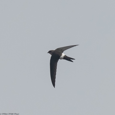 Apus pacificus (Pacific Swift) at West Belconnen Pond - 30 Dec 2019 by Roger