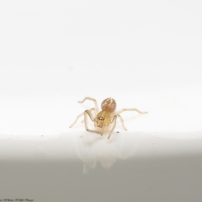 Clubiona sp. (genus) (Unidentified Stout Sac Spider) at Macgregor, ACT - 29 Dec 2019 by Roger