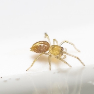 Clubiona sp. (genus) at Macgregor, ACT - 29 Dec 2019