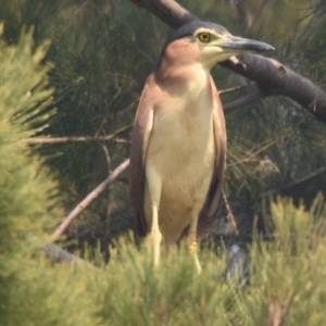 Nycticorax caledonicus at Ngunnawal, ACT - 30 Dec 2019 12:00 AM