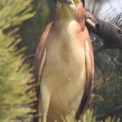 Nycticorax caledonicus at Ngunnawal, ACT - 30 Dec 2019 12:00 AM