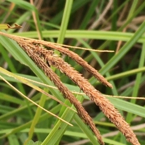 Carex polyantha at Paddys River, ACT - 29 Dec 2019 04:06 PM