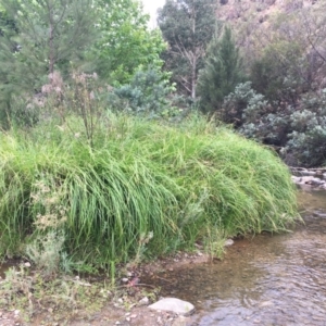 Carex polyantha at Paddys River, ACT - 29 Dec 2019