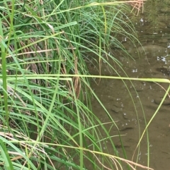 Carex polyantha at Paddys River, ACT - 29 Dec 2019