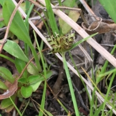 Cyperus sanguinolentus (A Sedge) at Paddys River, ACT - 29 Dec 2019 by JaneR