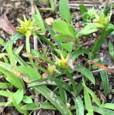 Cyperus sphaeroideus (Scented Sedge) at Paddys River, ACT - 29 Dec 2019 by JaneR