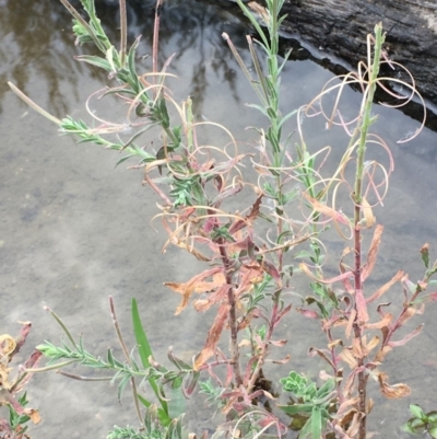 Epilobium billardiereanum (Willowherb) at Paddys River, ACT - 29 Dec 2019 by JaneR