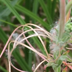 Epilobium billardiereanum at Paddys River, ACT - 29 Dec 2019