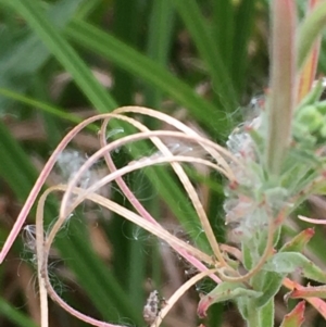 Epilobium billardiereanum at Paddys River, ACT - 29 Dec 2019 03:56 PM