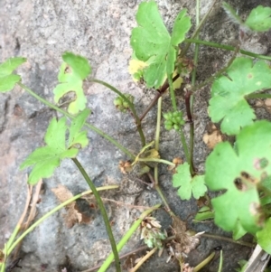 Hydrocotyle sibthorpioides at Paddys River, ACT - 29 Dec 2019