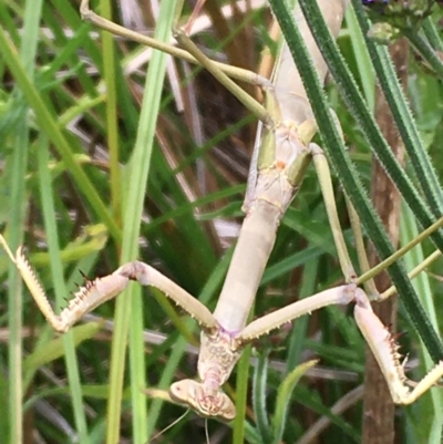 Mantodea (order) (Unidentified praying mantis) at Paddys River, ACT - 29 Dec 2019 by JaneR