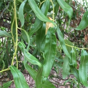 Salix matsudana at Paddys River, ACT - 29 Dec 2019 02:30 PM