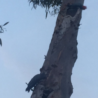 Callocephalon fimbriatum (Gang-gang Cockatoo) at Federal Golf Course - 29 Dec 2019 by Flutteringsparrow2