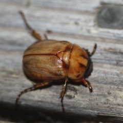 Cyclocephala signaticollis (Argentinian scarab) at Tathra Public School - 29 Dec 2019 by KerryVance2