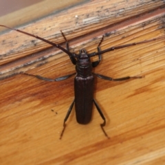 Xystrocera virescens (Large Brown Longhorn Beetle) at Tathra Public School - 29 Dec 2019 by Advance